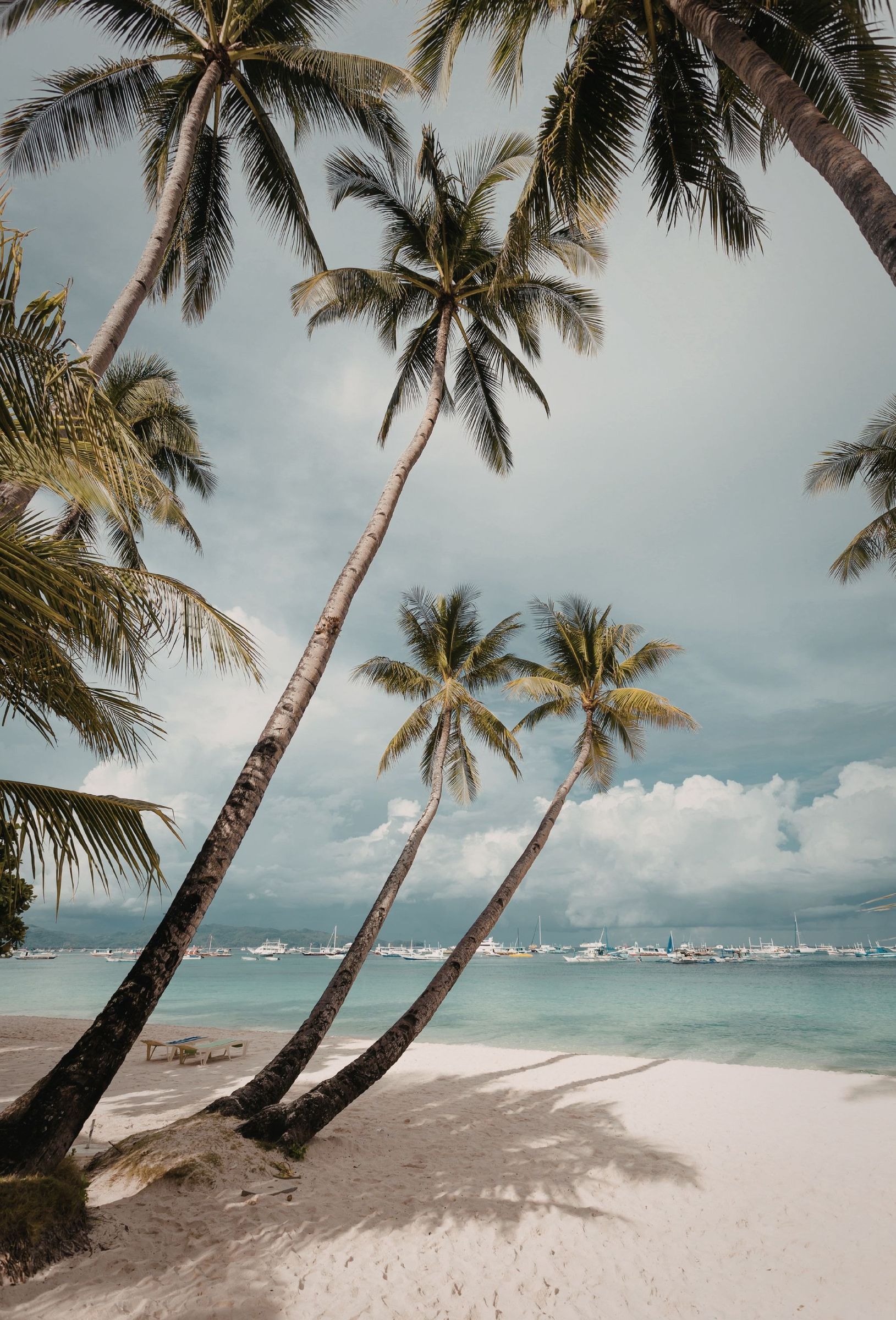 Palm trees over a tropical beach